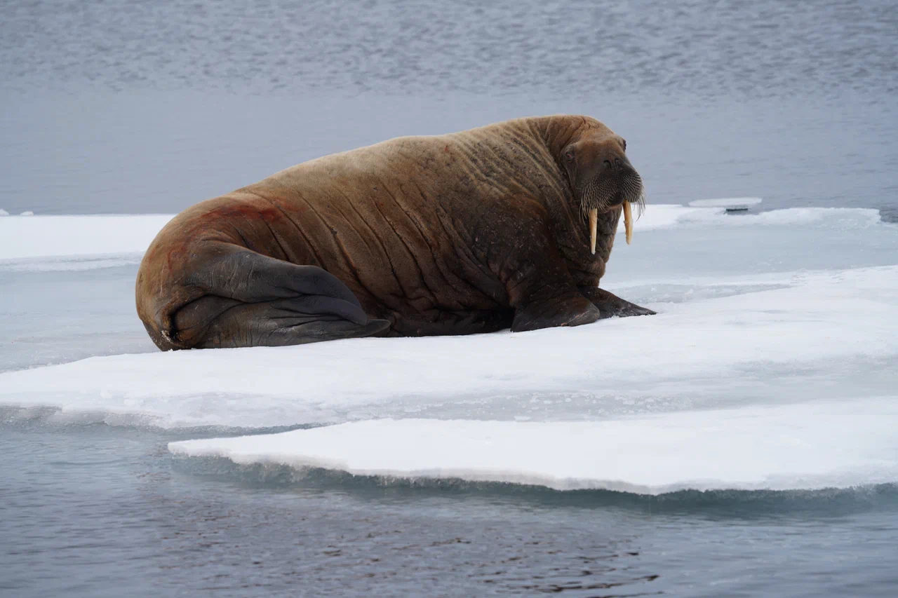 Моржи: поющие под водой