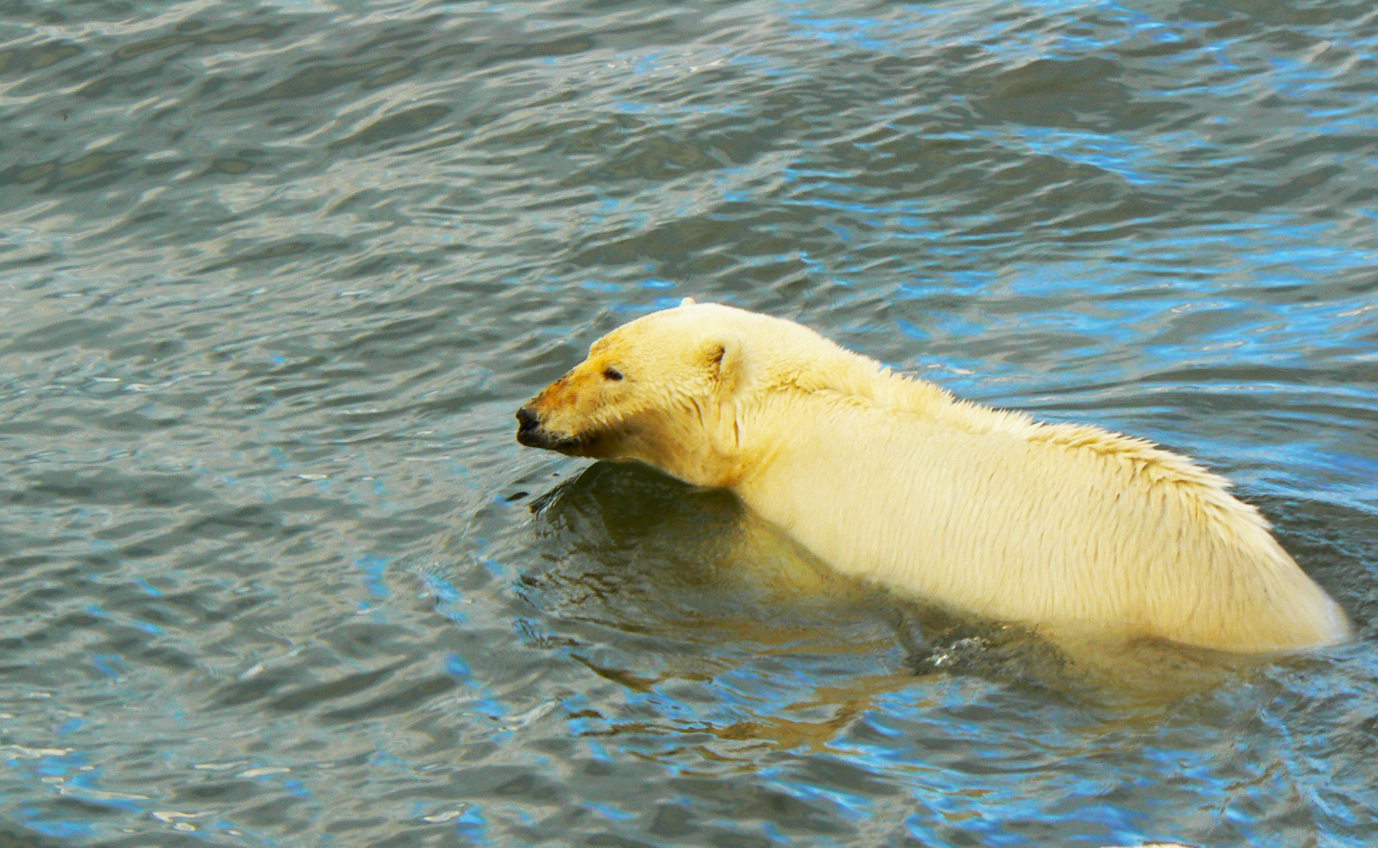 Белый медведь и человек на берегу Карского моря