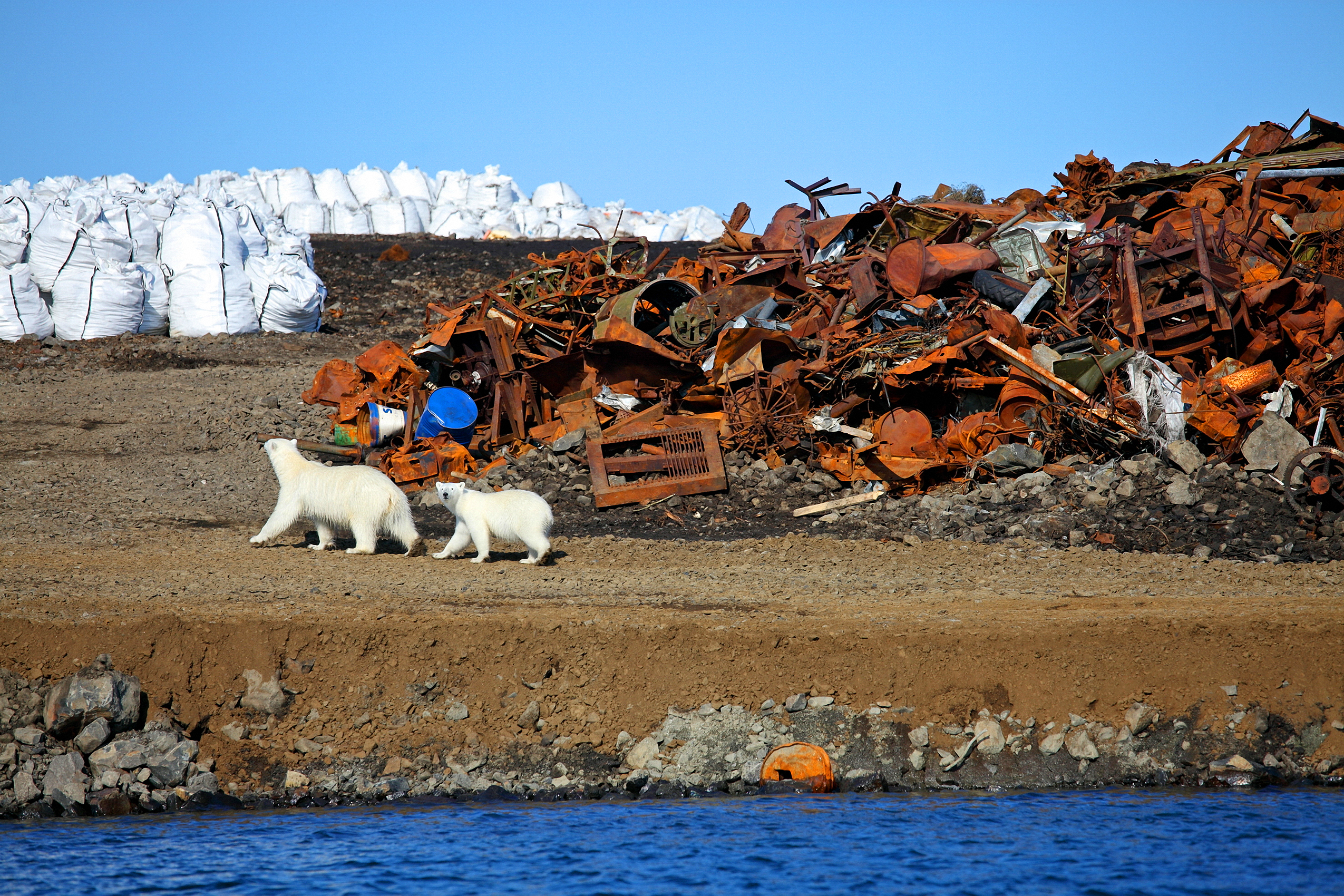 «Чистая Арктика»: этот год стал рекордным по количеству участников, масштабам убранных территорий и собранного мусора