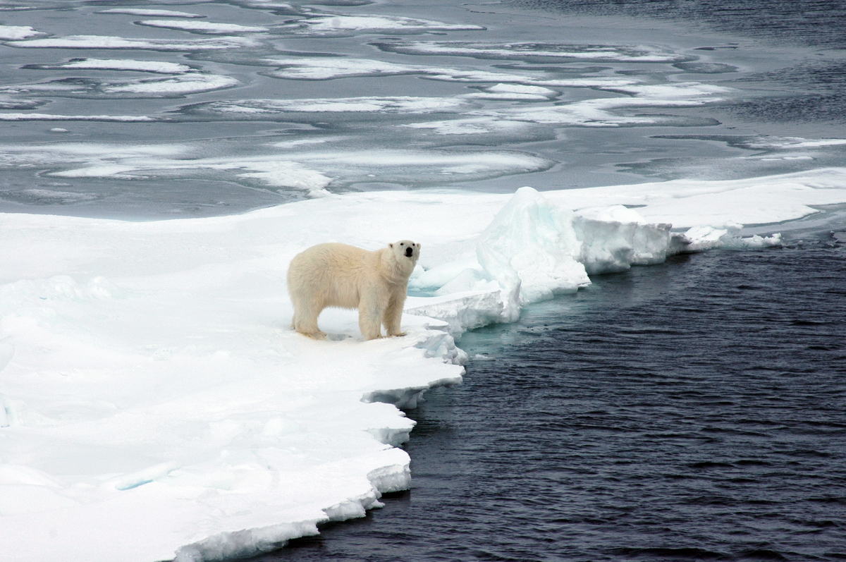 Потепление климата ударило по охотникам в канадской Арктике