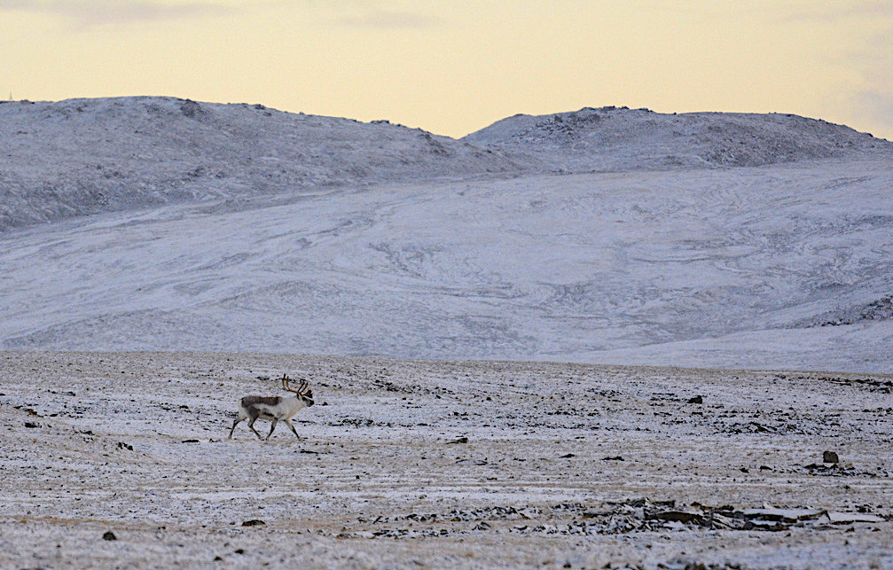 На Новой Земле изучают краснокнижного северного оленя по проекту «Новоземельский олень. Загадки ровесника мамонта»