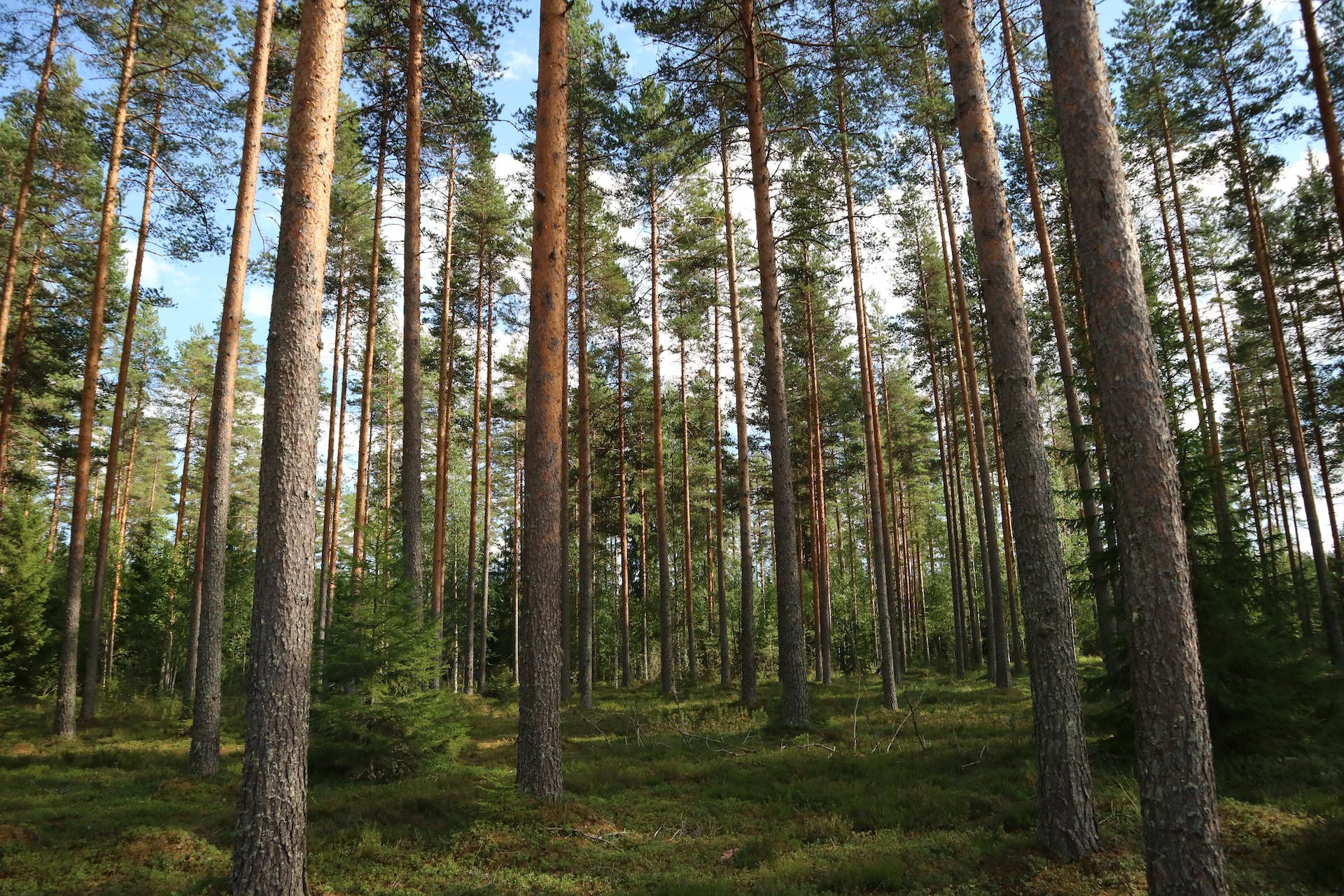 Житель Финляндии выиграл 200 тысяч долларов на возрождение леса в Арктике