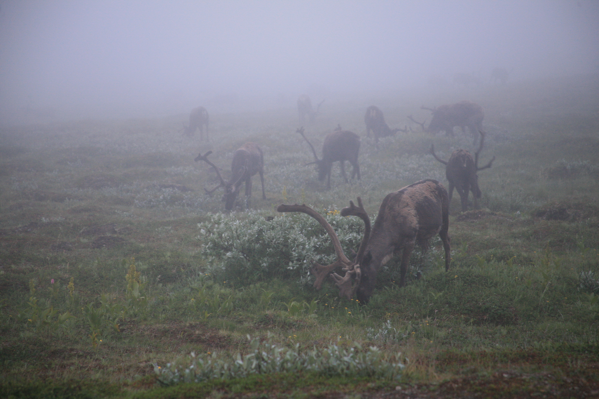 Арктика за неделю: важнейшие темы арктической повестки с 5 по 9 сентября