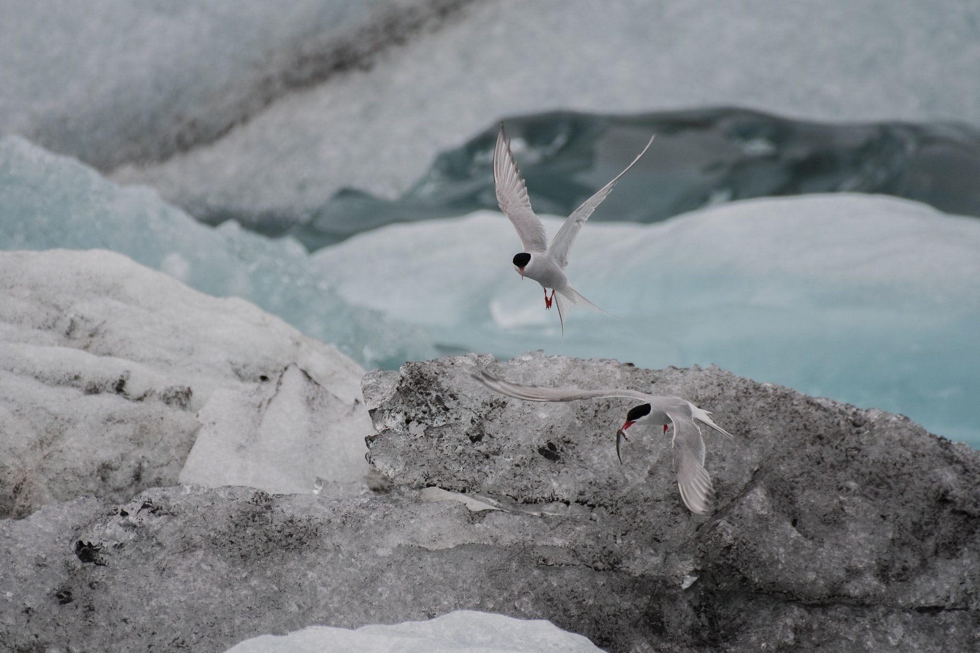 Для сохранения Арктики требуются превентивные меры