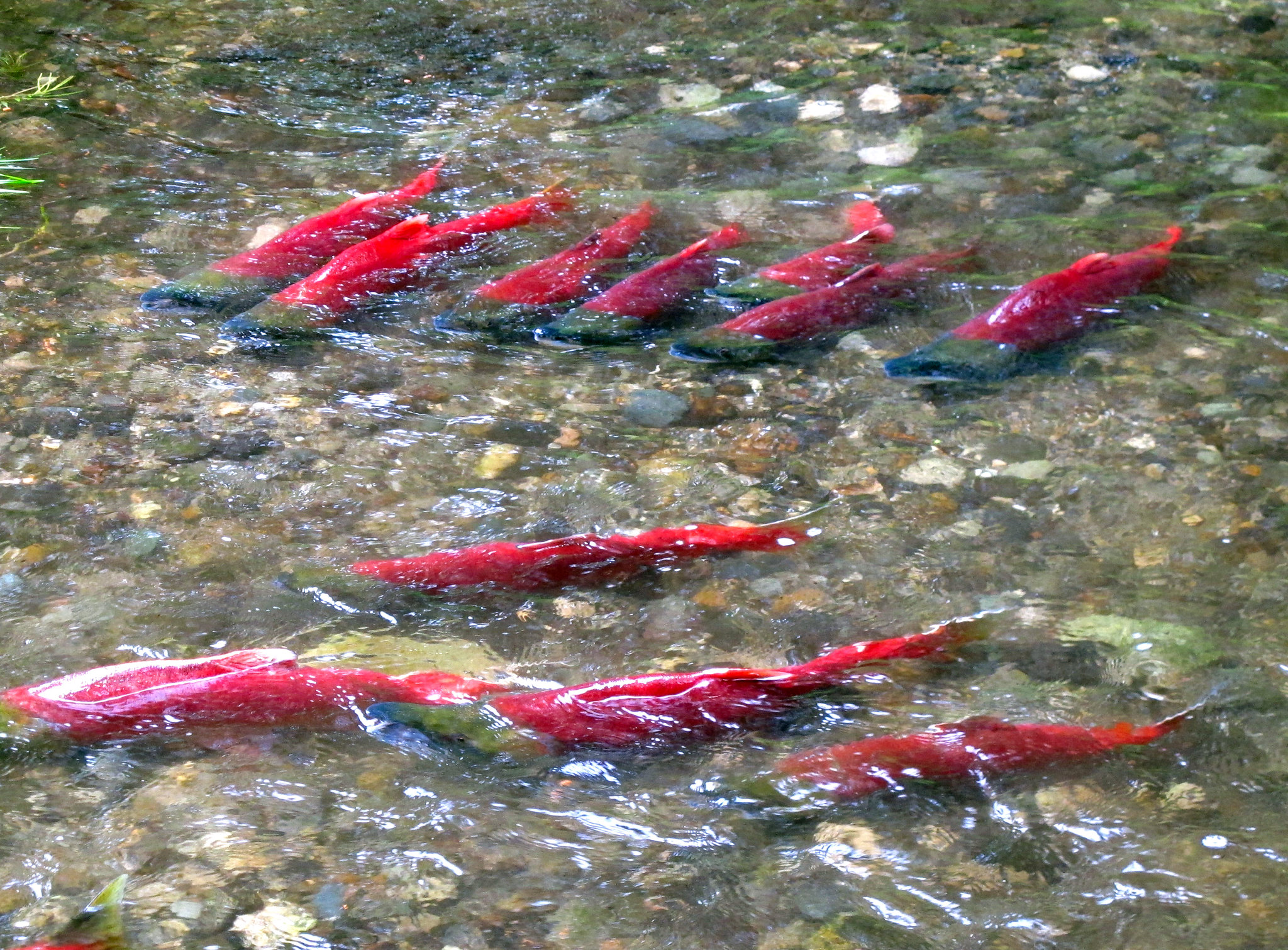 Горняцкая промышленность угрожает пище жителей Аляски – красной рыбе