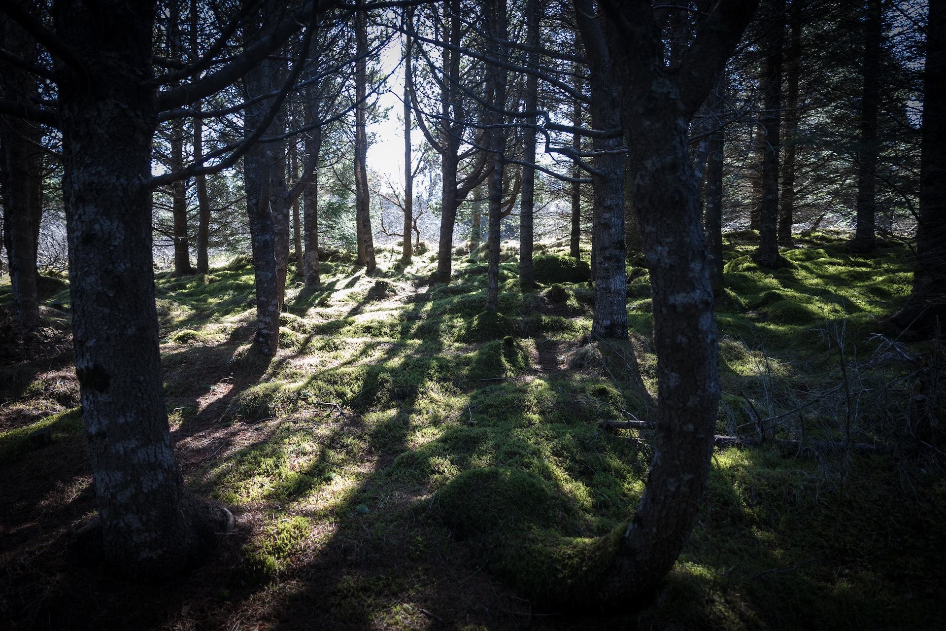 Площадь лесов в Исландии увеличилась более чем в шесть раз