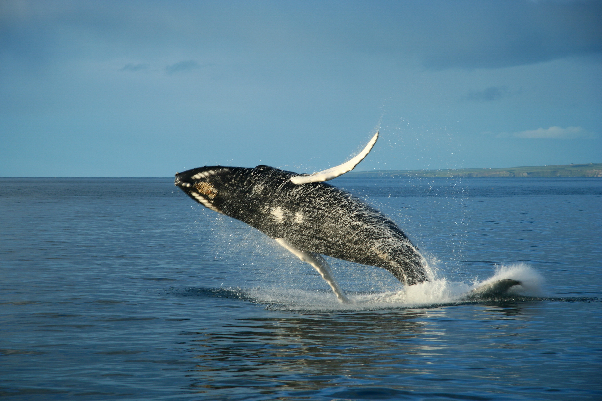 Морские охотники Чукотки получили разрешение на добычу 135 серых и 5 гренландских китов в 2024 году