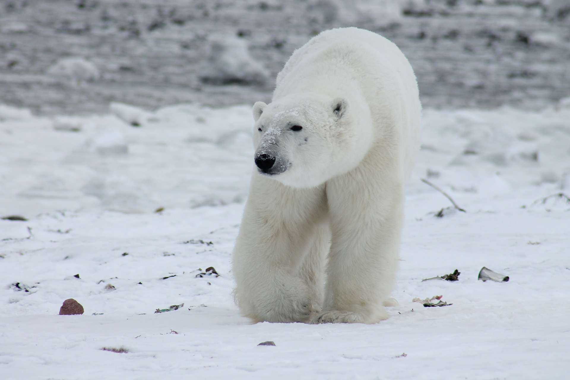 Климат в Арктике: зима