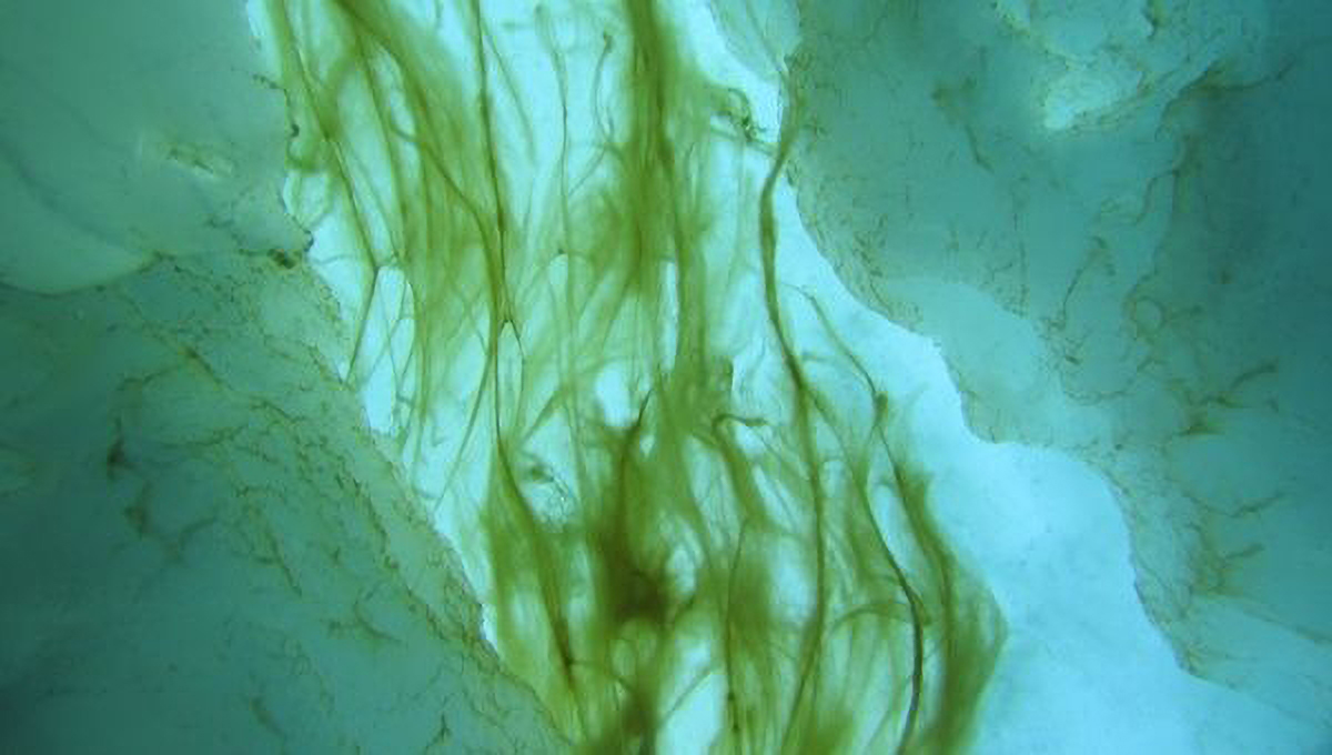 Ледяные водоросли в Арктике содержат в десять раз больше частиц микропластика, чем окружающая морская вода