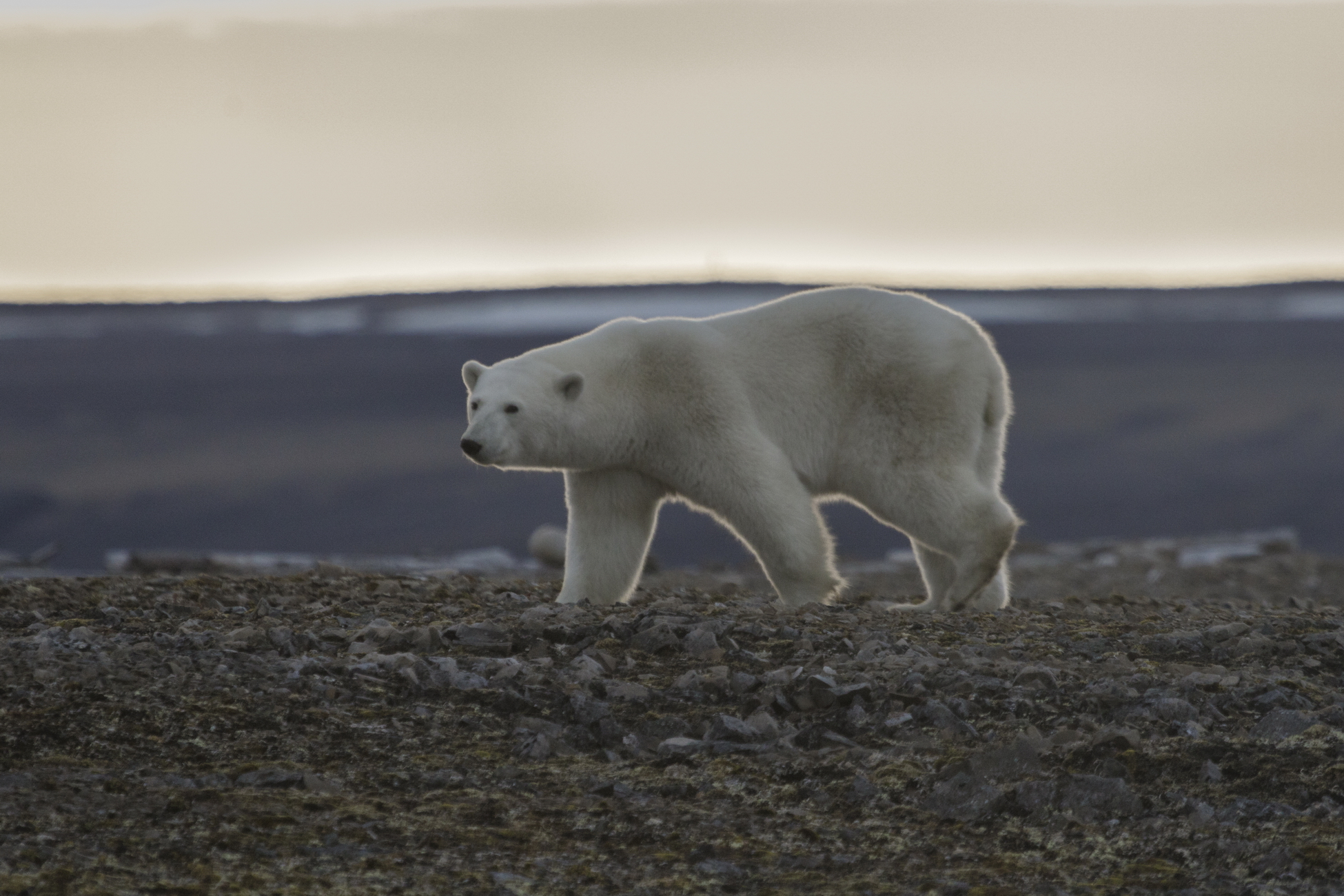 Изолированная популяция белых медведей в Гренландии выживает, охотясь среди айсбергов