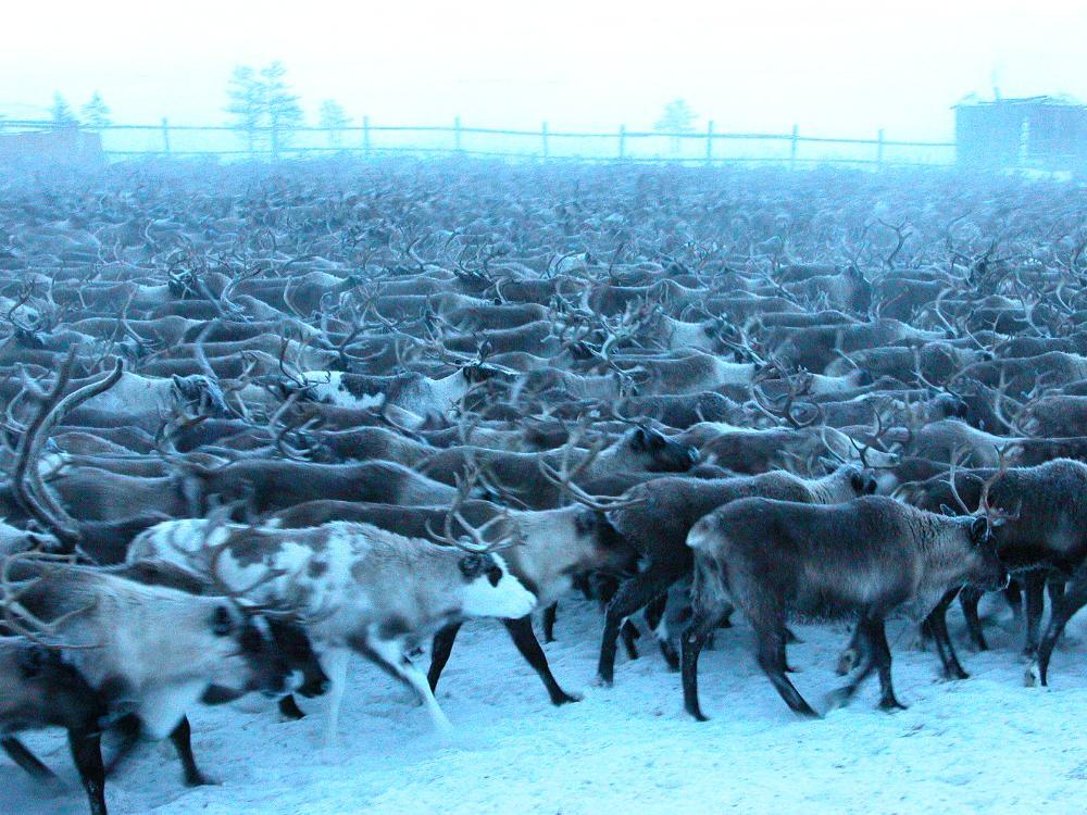 Рассылка «ПОРА в Арктику! GoArctic!» – выпуск от 16 марта 2026 года