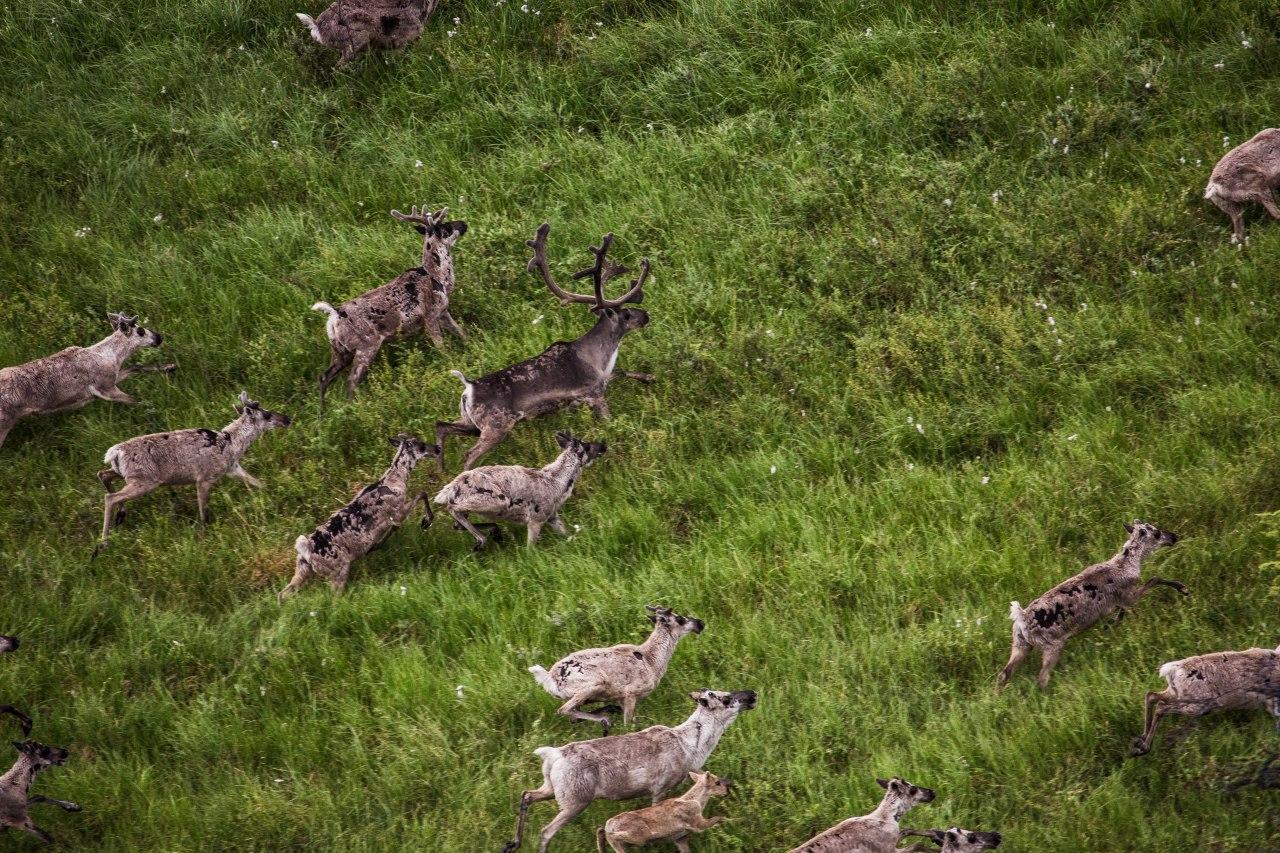 В Якутии создается особо охраняемая природная территория для сохранения популяции северного оленя 