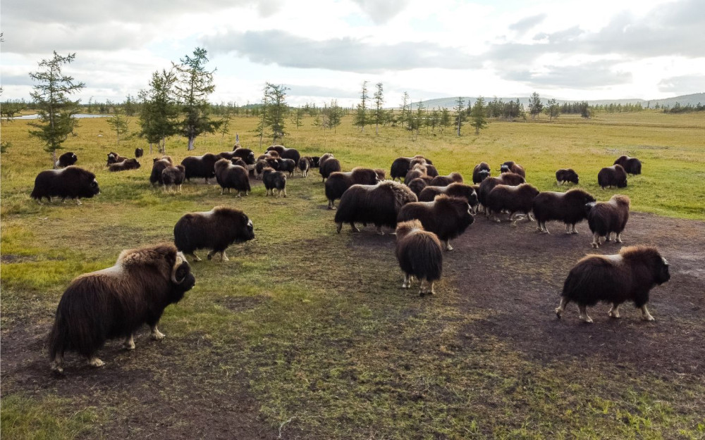 На Полярном Урале волонтёры отремонтировали ограду для овцебыков