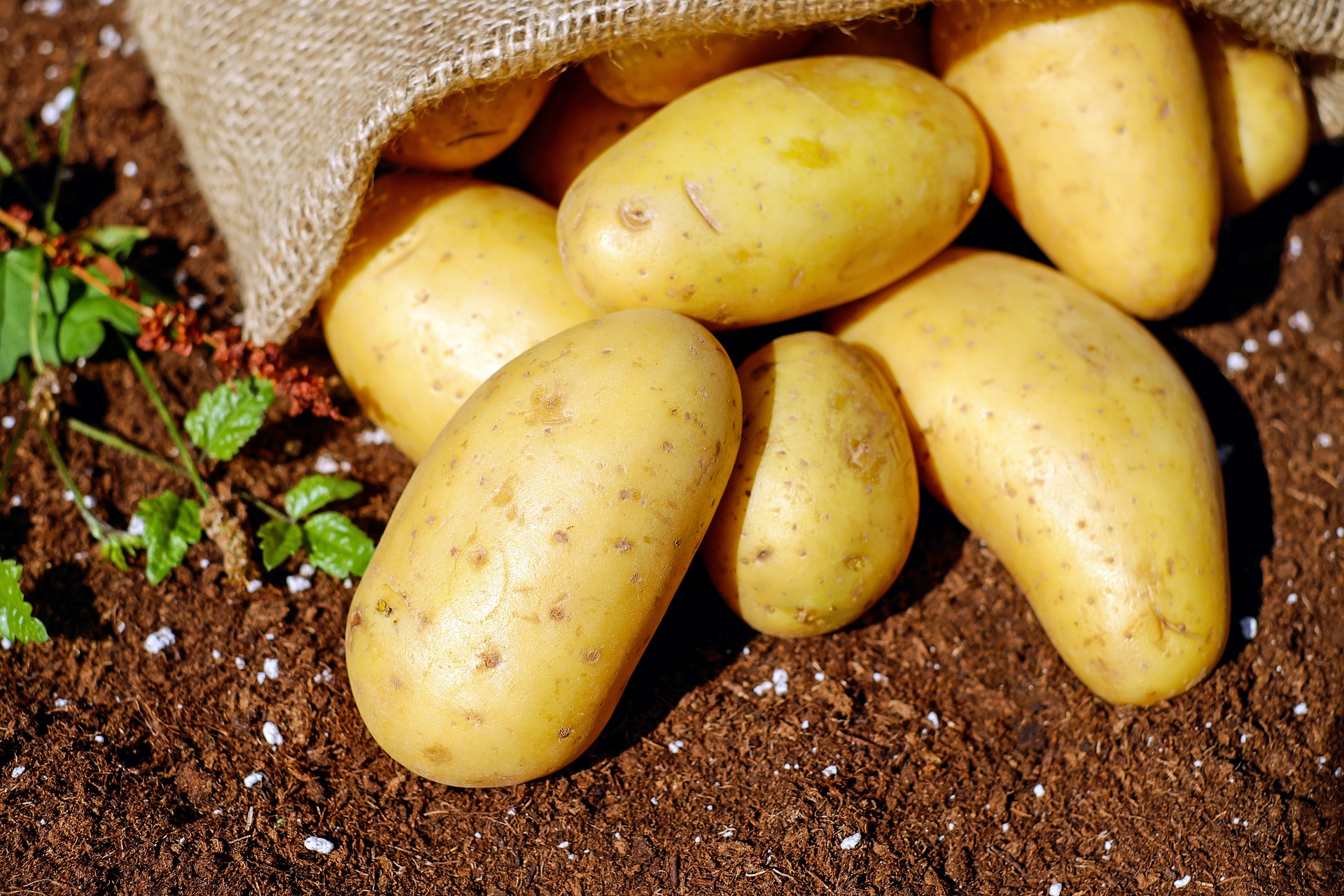 В Салехарде появился ямальский картофель