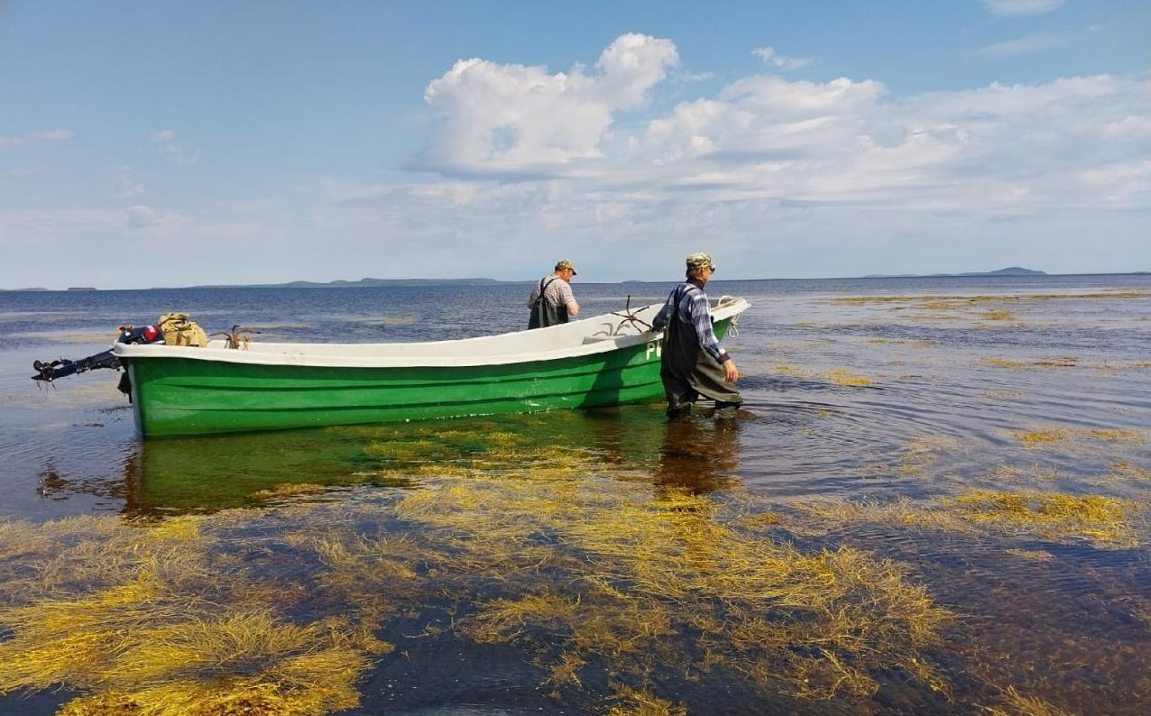 В Карелии добыли рекордное количество водорослей