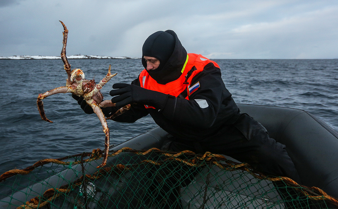 Камчатский краб в Баренцевом море: вселение, итоги, подводные камни