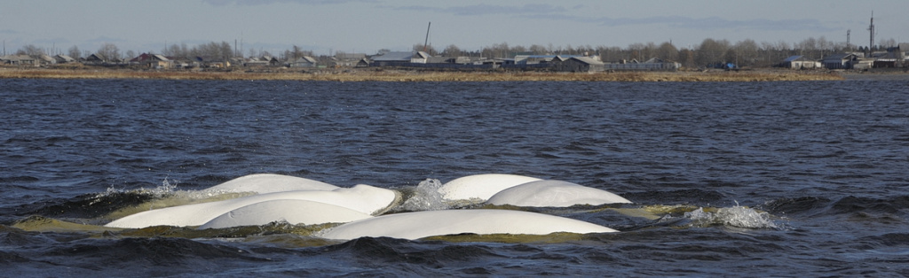 belugas in Uda river_OSH4914.jpg