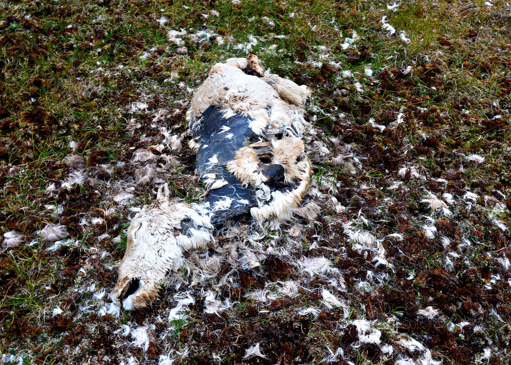 9. Зимой у хозяев стоянки погибли больше половины оленей DSC_4934.JPG