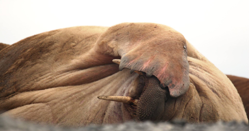 Атлантический морж. Фото Юлии Богомоловой.