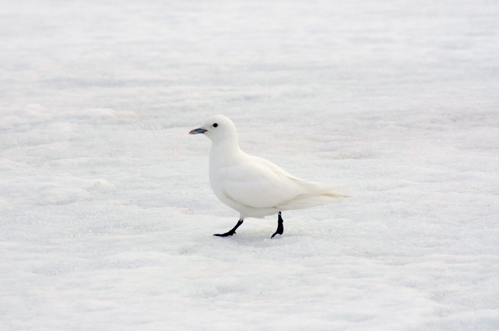 Белая чайка, фото Ю.В. Краснова