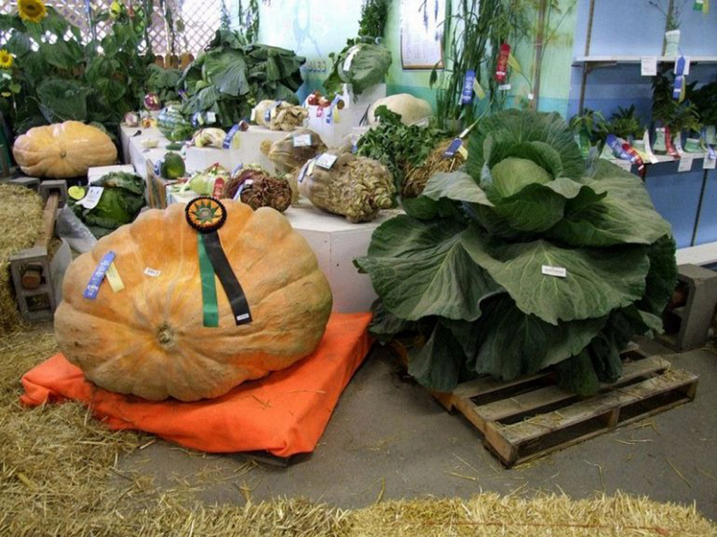 На Аляске выращивают овощи-гиганты