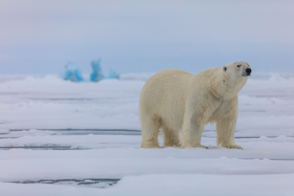 Белый медведь у острова Вильчека, ЗФИ. Фото Николая Гернета.png