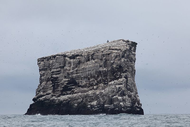 Остров Элди - возможно, последнее прибежище бескрылой гагарки