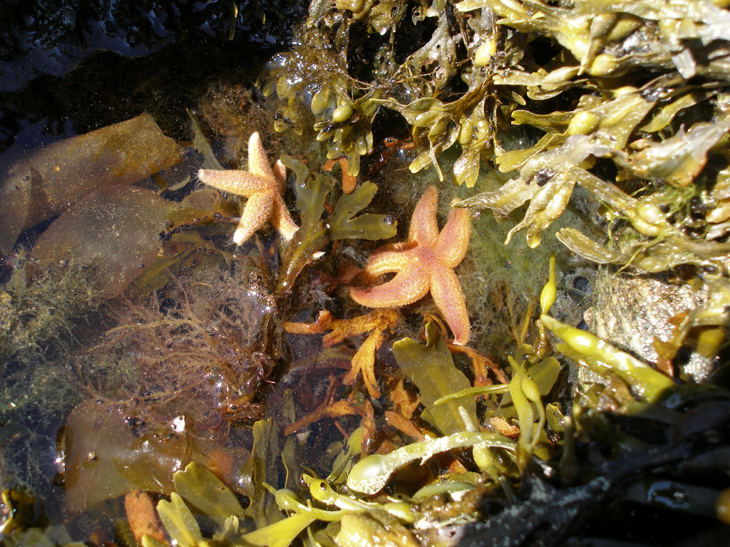 Морские звёзды на бурых водорослях, автор фото Артём Новичонок
