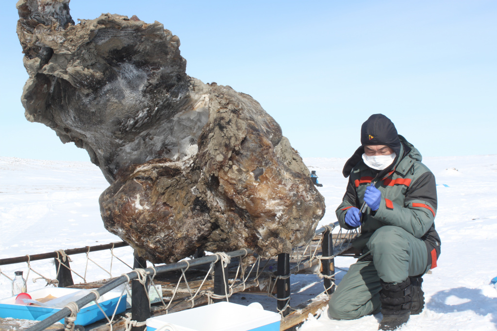 Отбор проб с туши Малоляховского мамонта на острове Ляховский.