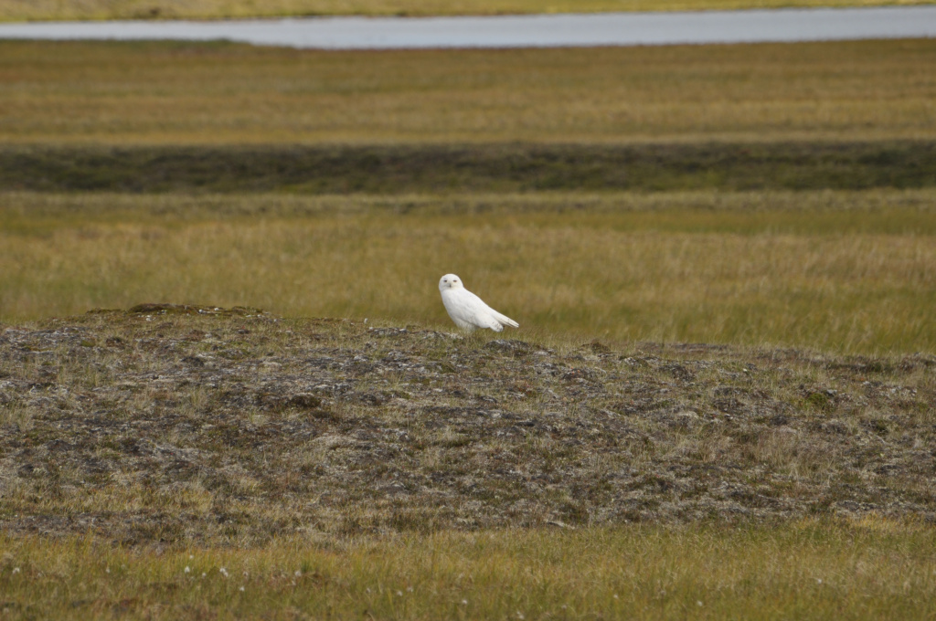 Белая сова, полуостров Ямал