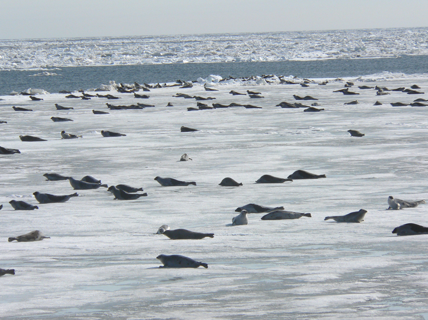 Тюлени во льдах.png