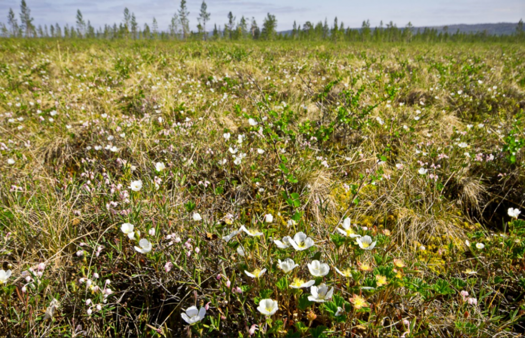 Массовое цветение морошки на болотах Пасвика