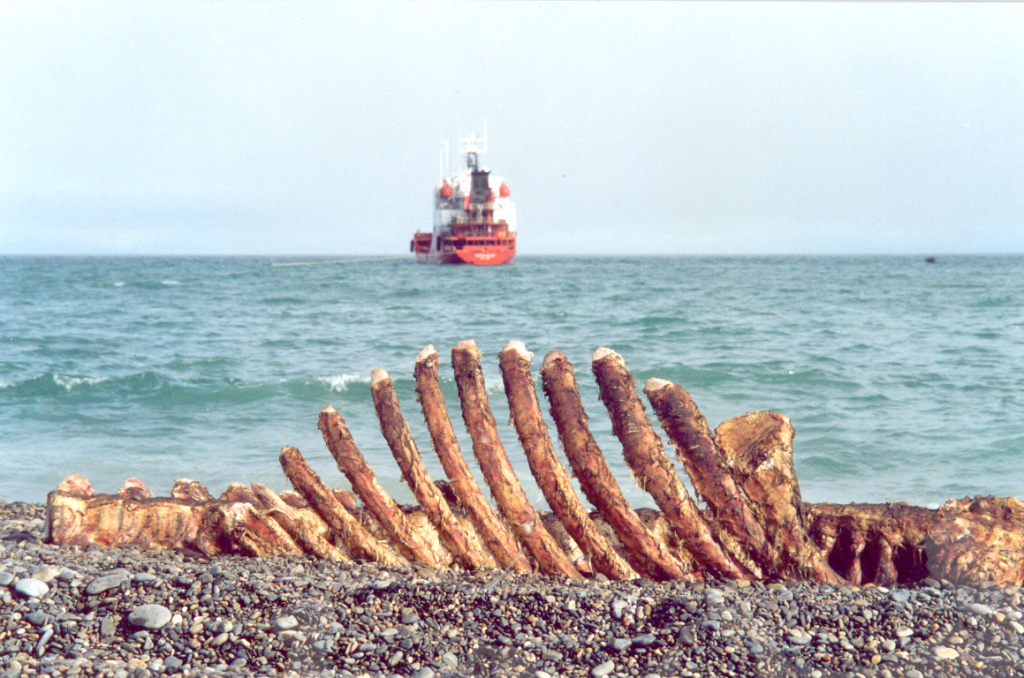 Уэлен. Остов кита. Фото К.А. Днепровского