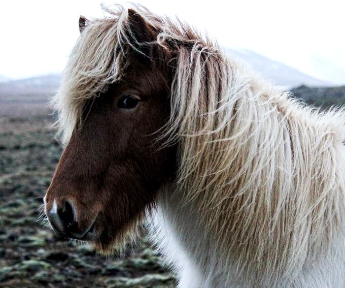 Исландская лошадь 2.jpg