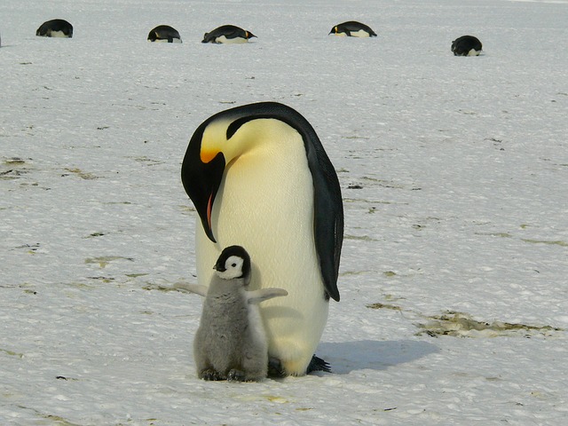 penguins-429134_640.jpg