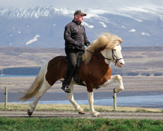 Исландская лошадь.jpg