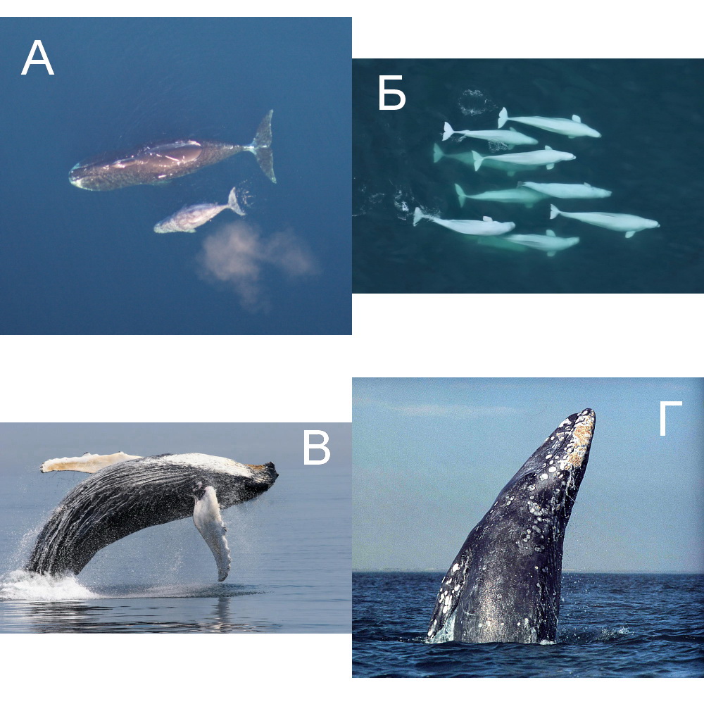 Промысловые виды китов
