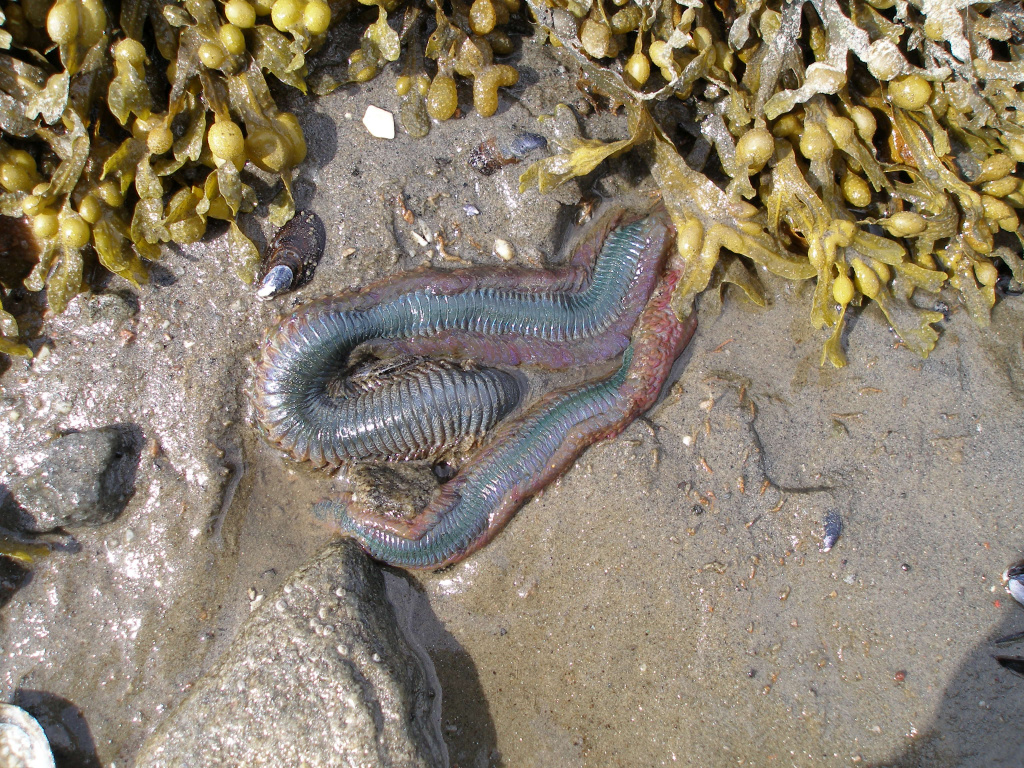 Бурая водоросль фукус и морской червь нереис, автор фото Артём Новичонок
