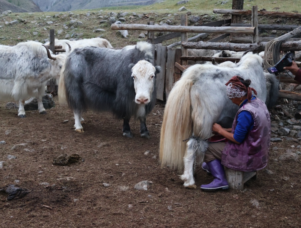 Дойка_яков_у_монгун_тайгинской_группы_тувинцев_тоджинцев_Моегун.jpg