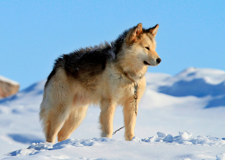 Гренландская ездовая собака.jpg