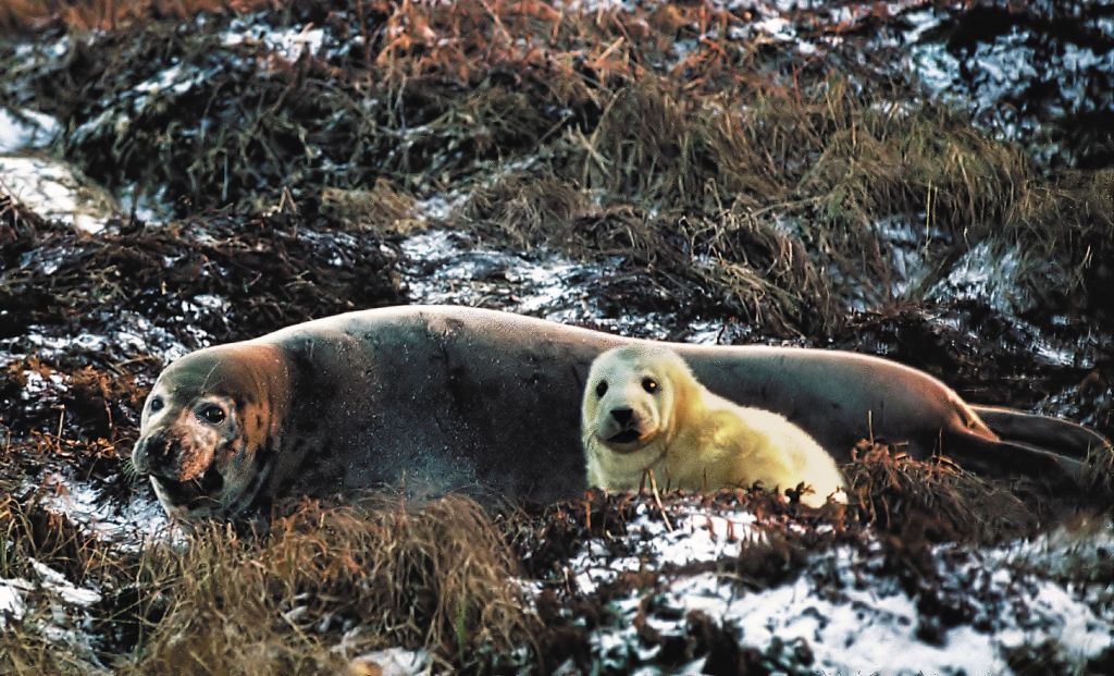 Серый тюлень, мама с ребёнком