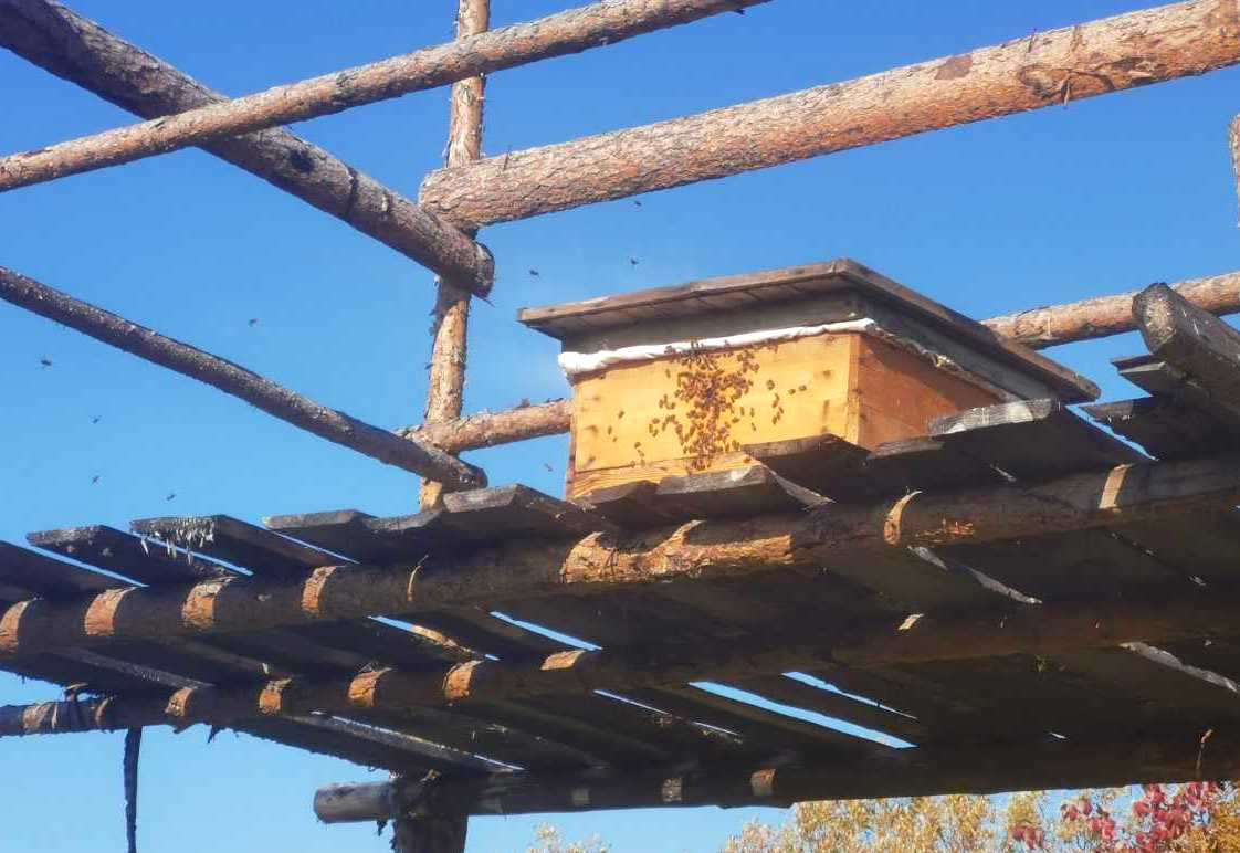 В арктическом районе Коми, в 90 километрах от Северного полярного круга арктические пчелы будут делать арктический  мед 