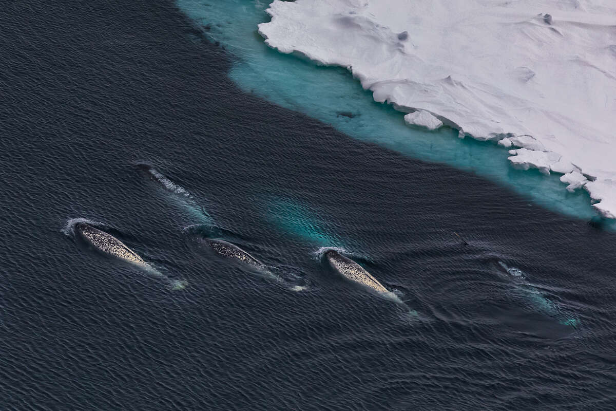 Нарвалы: таинственные морские единороги