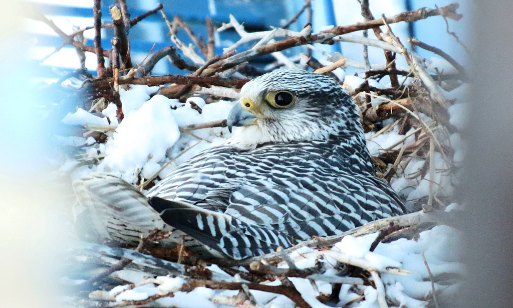 Как живут птицы в Арктике? Учёные раскрыли историю формирования на Ямале популяции редчайшего арктического сокола – кречета